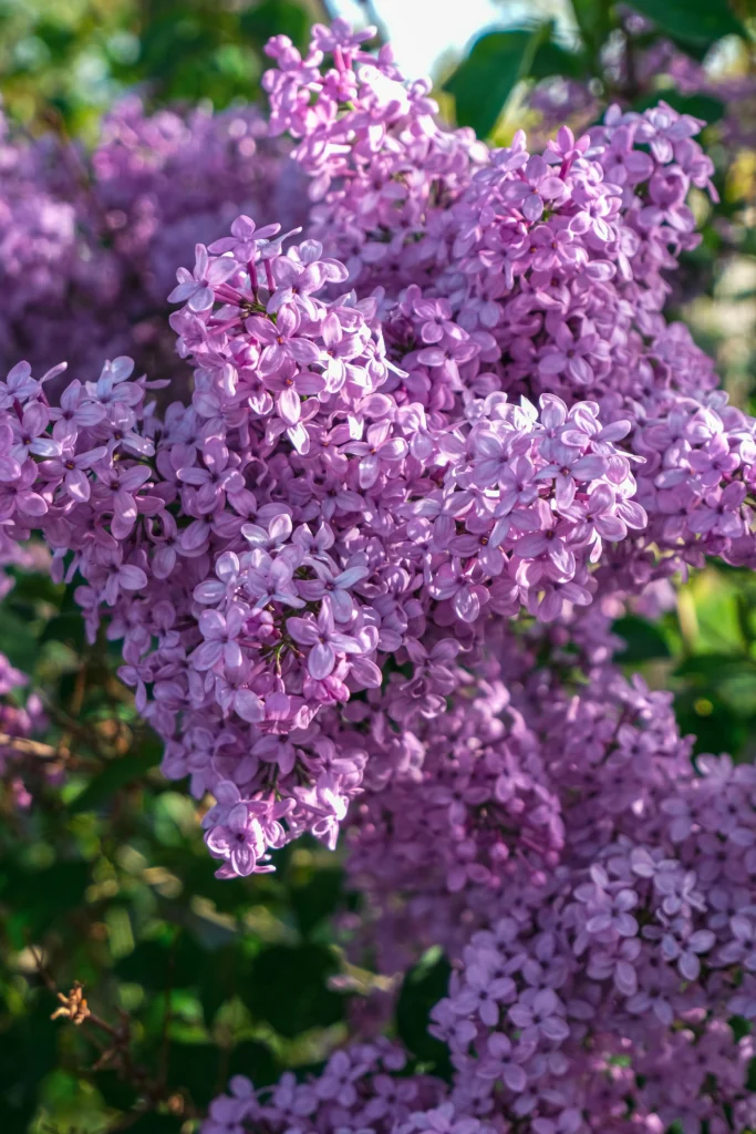 Flowering Lilac